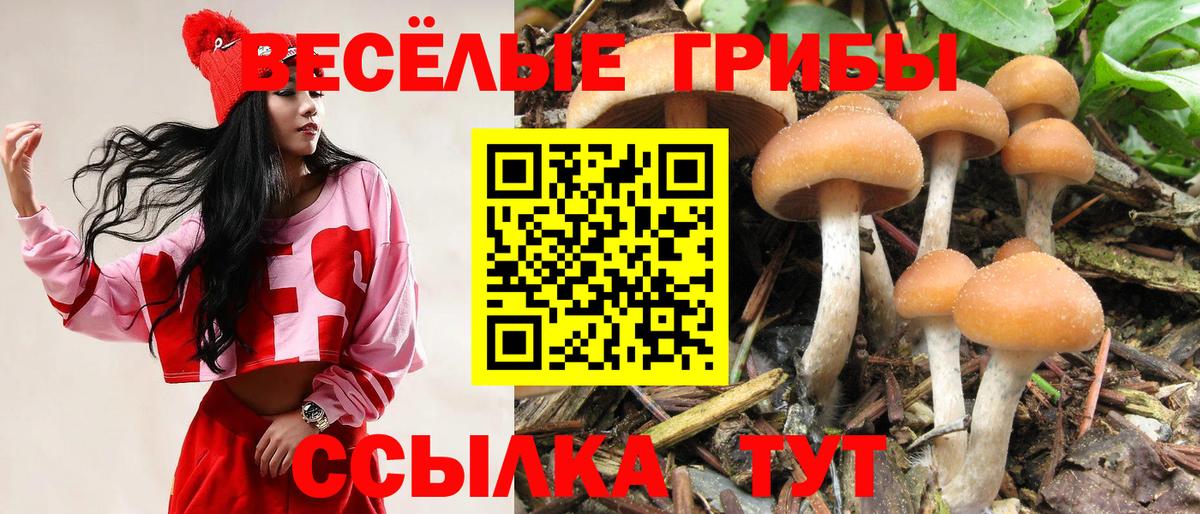 Свободный  Галлюциногенные грибы MAGIC MUSHROOMS  Галлюциногенные грибы Cubensis  Вход с VPN 